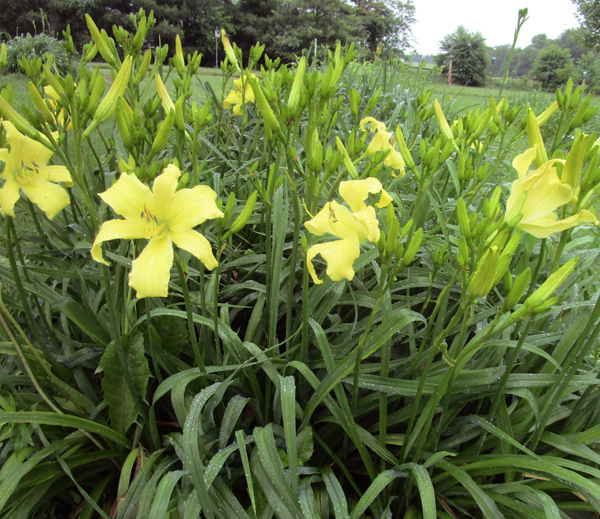 clump