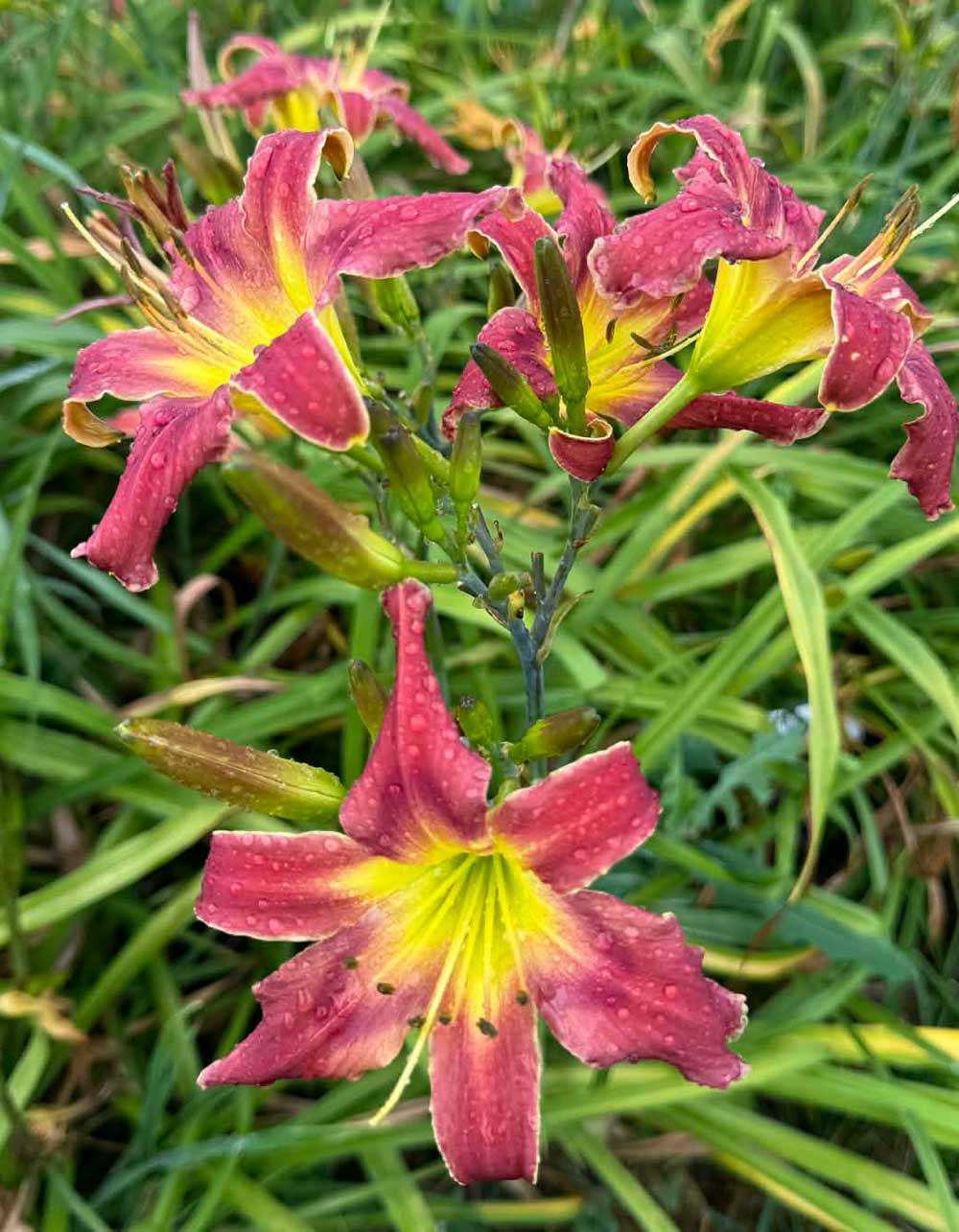 Tweety Bird's Cousin