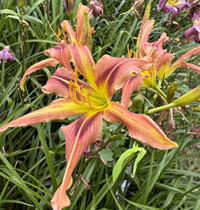 Riverbend Tweetybird