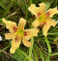 Summer Fun in Twenty One