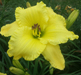 Yellow Color Matters