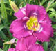 Purple Swah