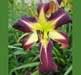 Bagerland Purple Dancer