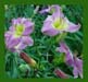 Lavender Tall Stacks