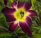 Purple Dwarf