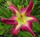 Rosy Whisper