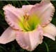 Tears From Heaven