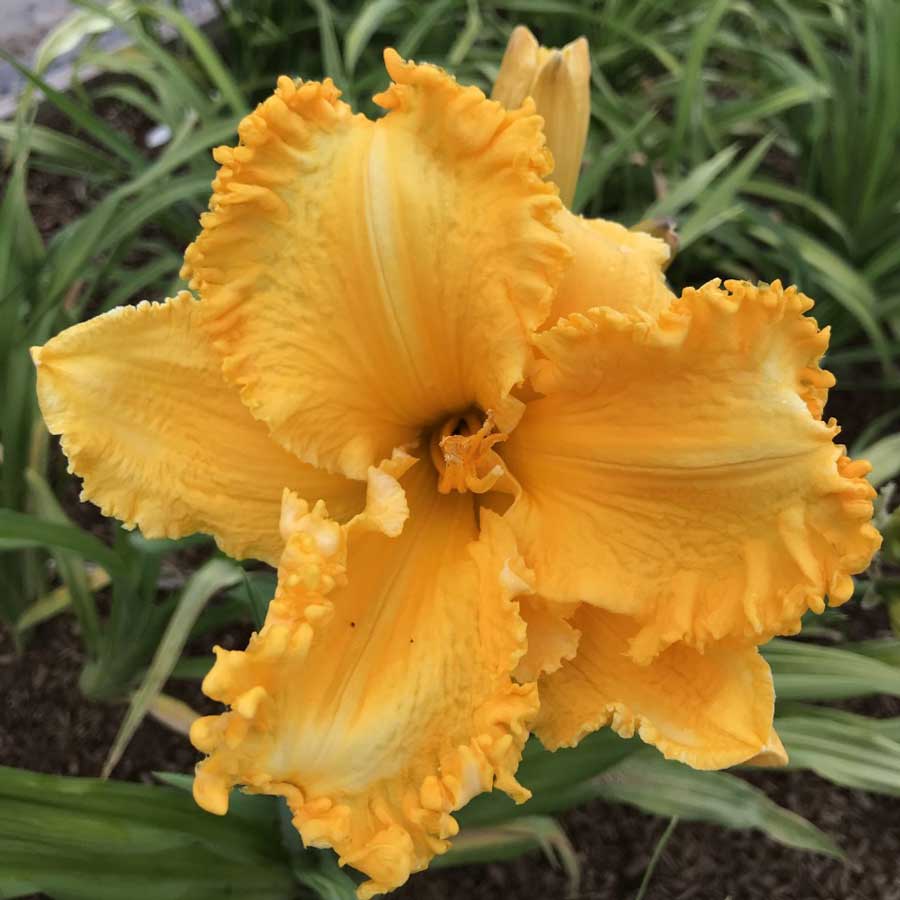 Golden Sun Soaker