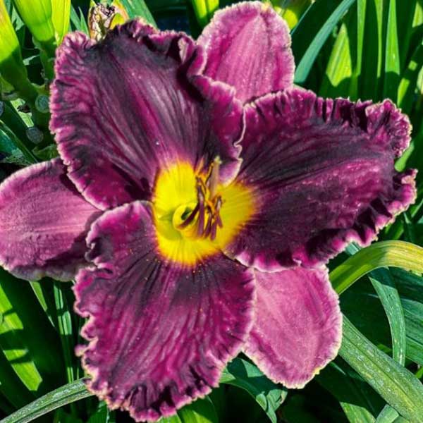Utah Purple Majesty